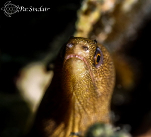 "Whoa"
This little goldentail eel was quite curious once... by Patricia Sinclair 